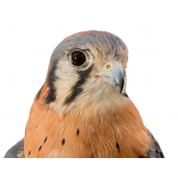 Individual Adoptions