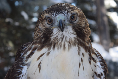I will Adopt Tony, a Male Red-tailed Hawk