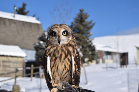 I will Adopt Prairie, a Female Short-eared owl