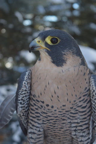 I will Adopt Millie, a female Peregrine falcon