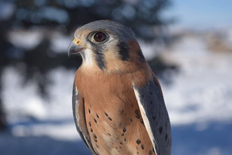 I will Adopt Holmes, a Male American Kestrel