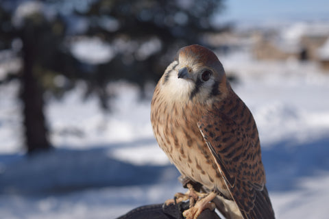 I will Adopt Stella, a Female American Kestrel