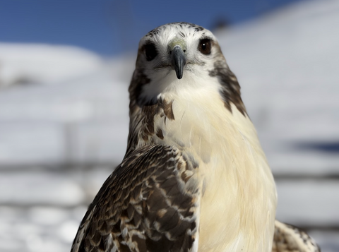 I will Adopt Sydnee, a Female Krider's Red-tailed Hawk
