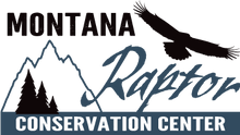 Montana Raptor