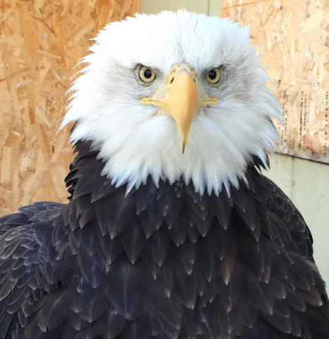 I will Adopt Madame 99, a Female Bald Eagle