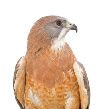 I will Adopt Chaco, a Male Swainson's Hawk