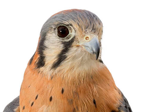 I will Adopt Watson, a Male American Kestrel
