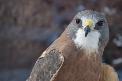 The Hawk Level Adoption