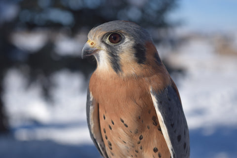 The Falcon Level Adoption