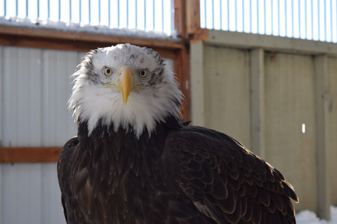 The Eagle Level Adoption