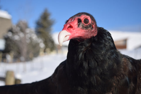 The Vulture Level Adoption