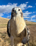 The Owl Level Adoption