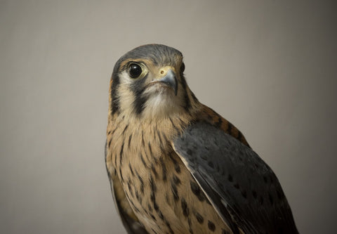 We will do a classroom Adoption for Holmes, a Male American Kestrel