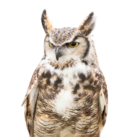 I will Adopt Bu, a Male Great Horned Owl