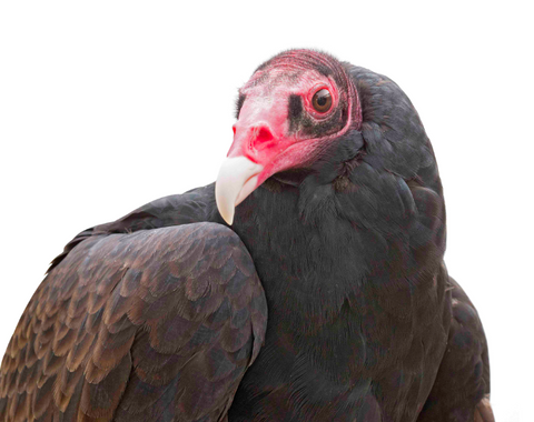 I will Adopt Pilgrim, a Female Turkey Vulture