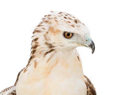I will Adopt Sydnee, a Female Krider's Red-tailed Hawk