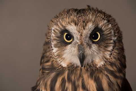 We will do a classroom adoption for Prairie, a female Short-eared Owl